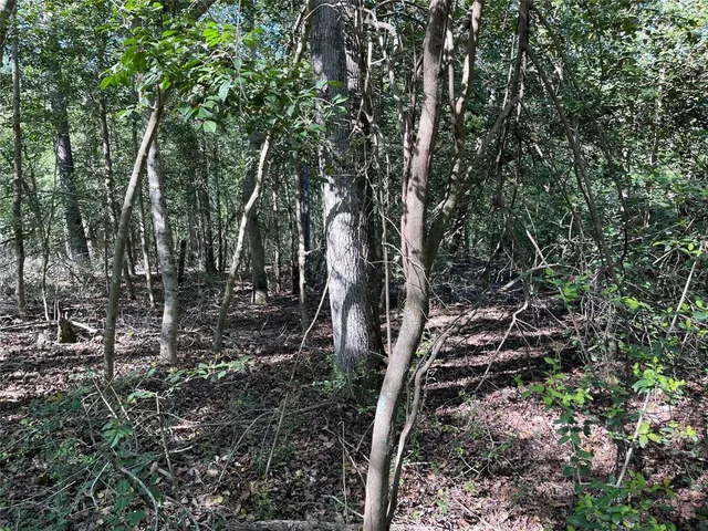 a view of a forest filled with trees