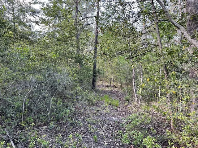 a view of a forest with trees in the background