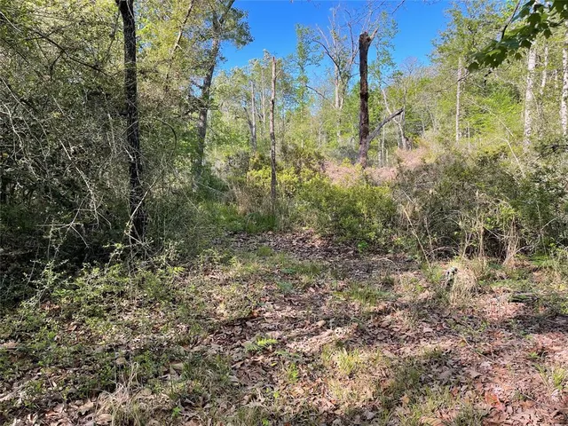 a view of a yard with large trees