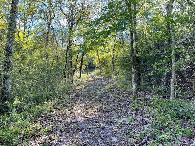 a view of a forest with trees in the background