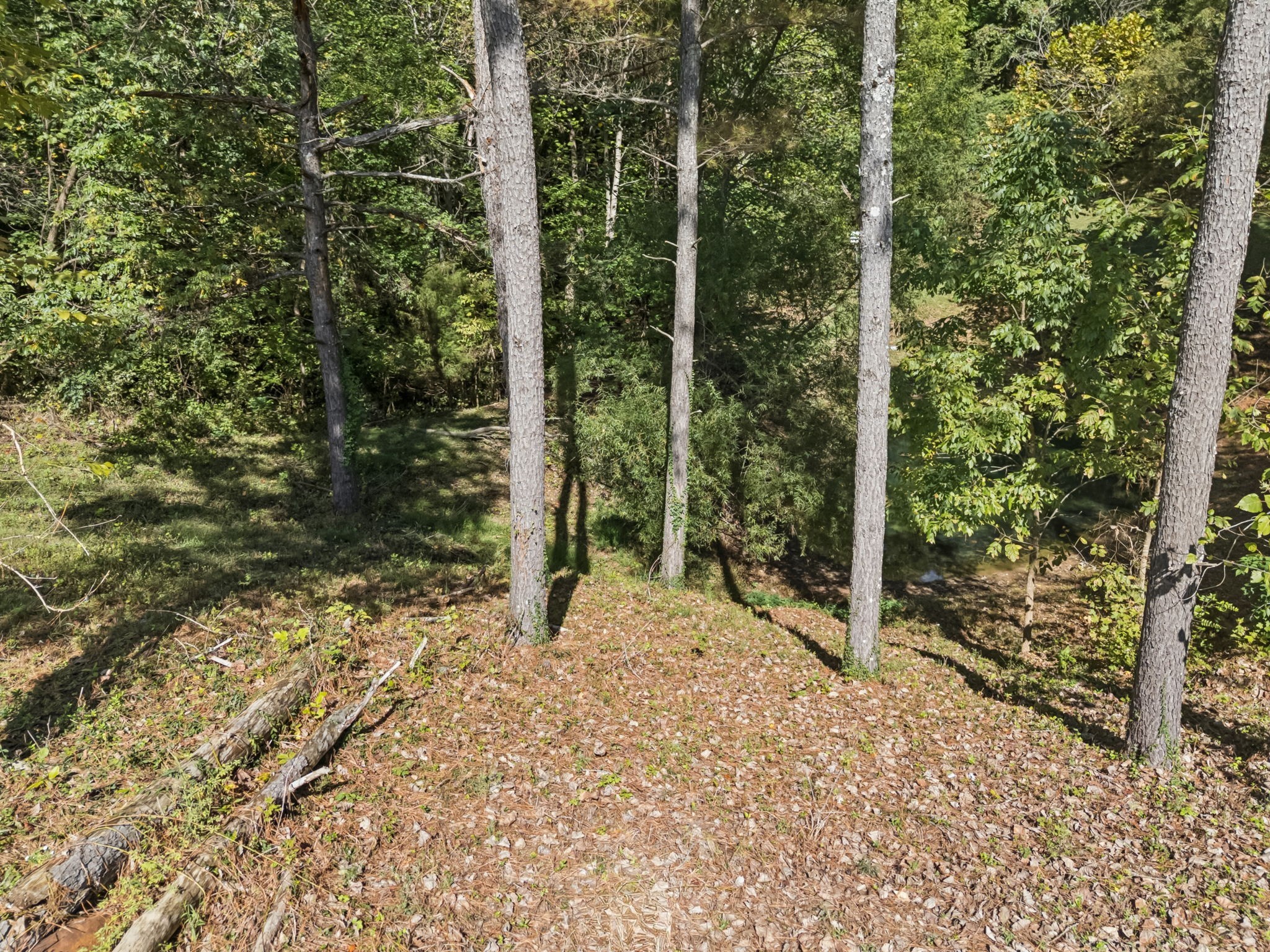 701 Hafner Road Charlotte, TN 37036 - Photo 45 of 52 a view of a yard with plants and trees