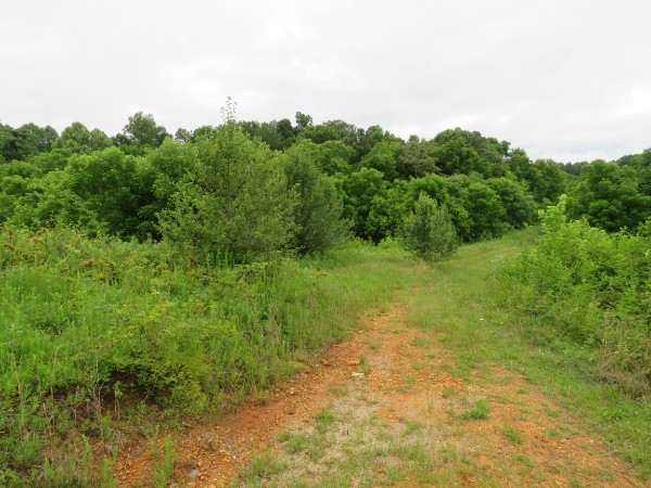 0 North Center Point Acres North Walling, TN 38587 - Photo 12 of 15 a view of a big yard with large trees