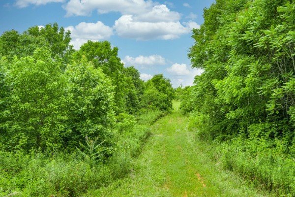 0 North Center Point Acres North Walling, TN 38587 - Photo 8 of 15 a view of a garden