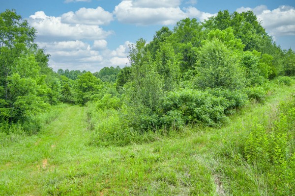 0 North Center Point Acres North Walling, TN 38587 - Photo 9 of 15 a view of a big yard with lots of green space