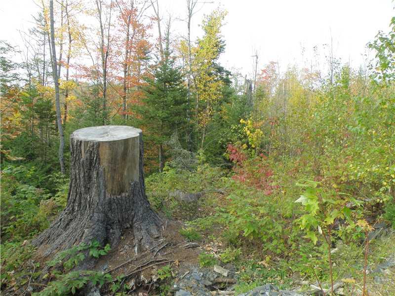 Lot 65 Ramsdell Ridge Road Milo, ME 04463 - Photo 9 of 17 Land/Lot. Lot was harvested years ago