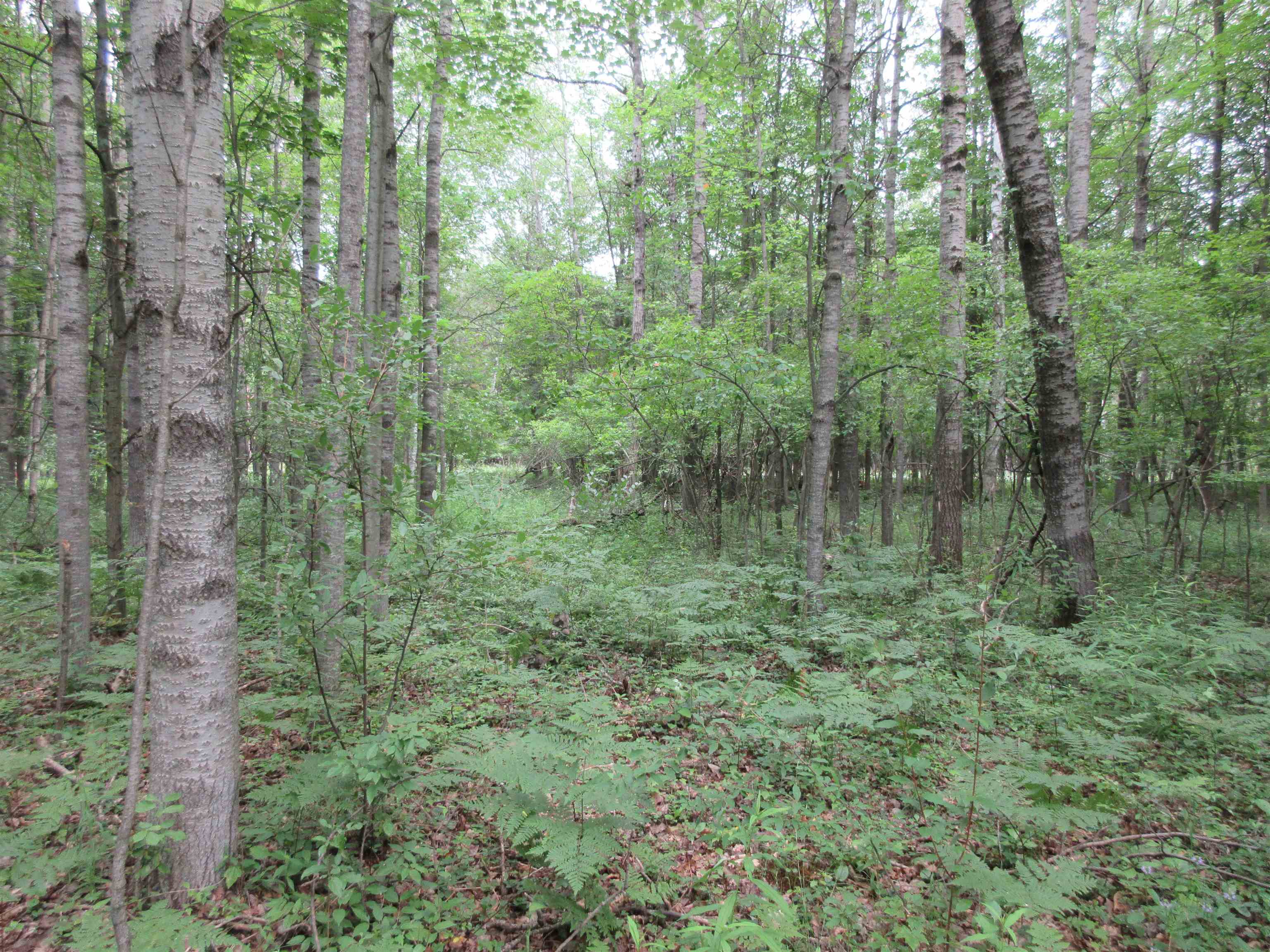 668 South Coleman Road Shepherd, MI 48883 - Photo 2 of 6 1904293-1.JPG