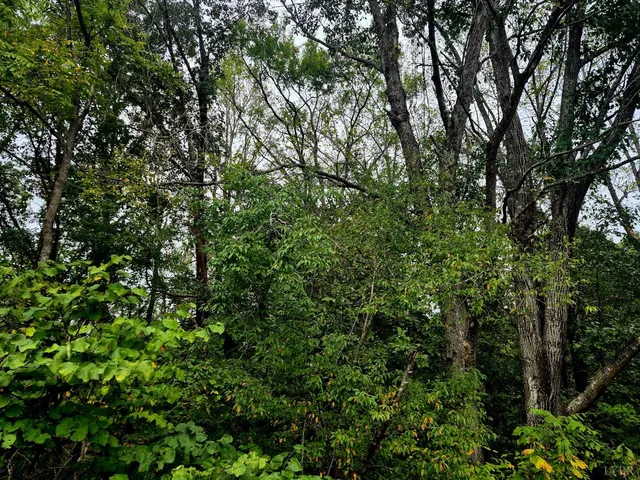 a view of a lush green forest