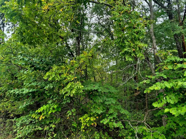 a view of a lush green forest