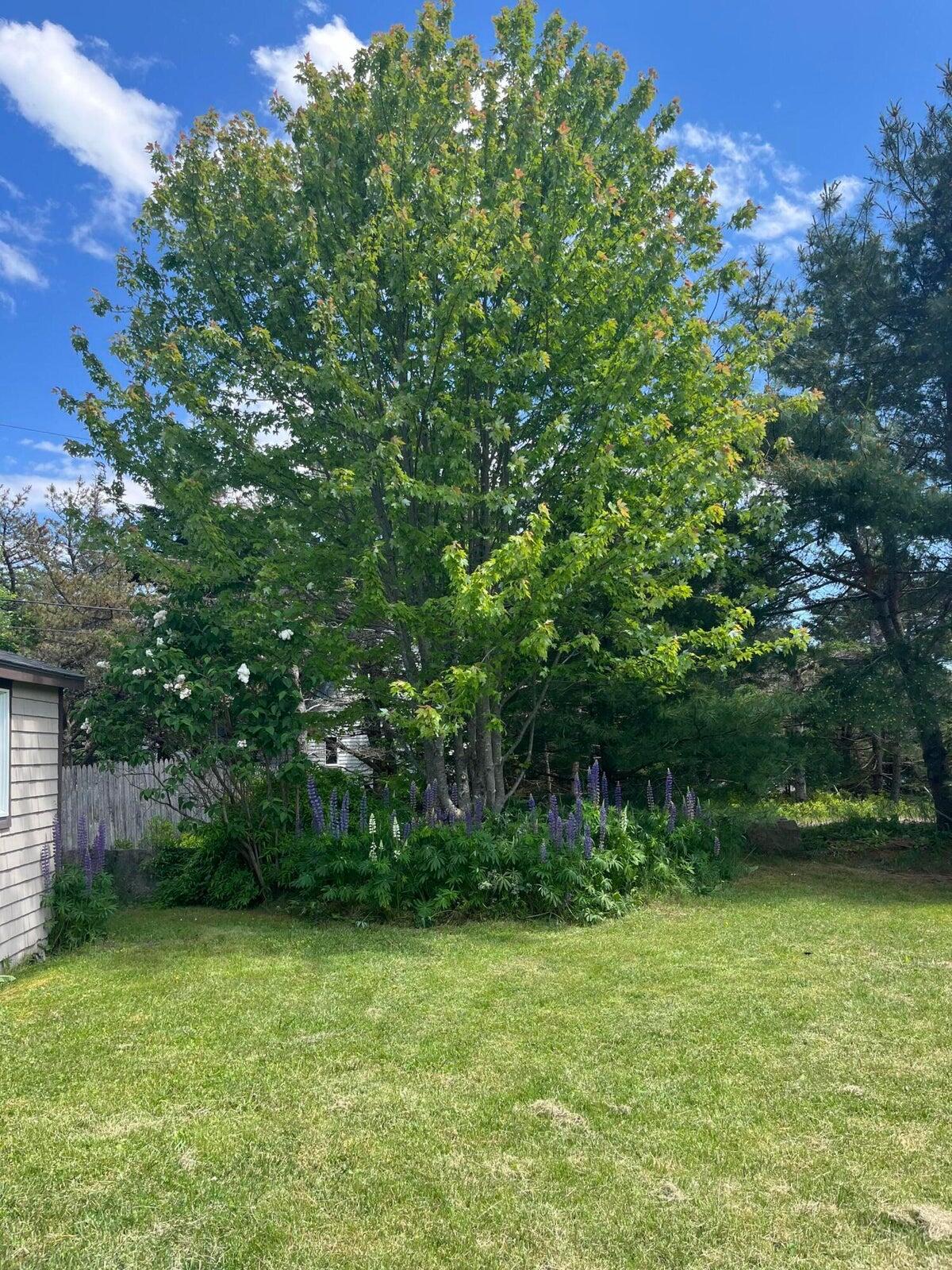 415 Tremont Road Bernard, ME 04612 - Photo 26 of 28 Exterior Tree