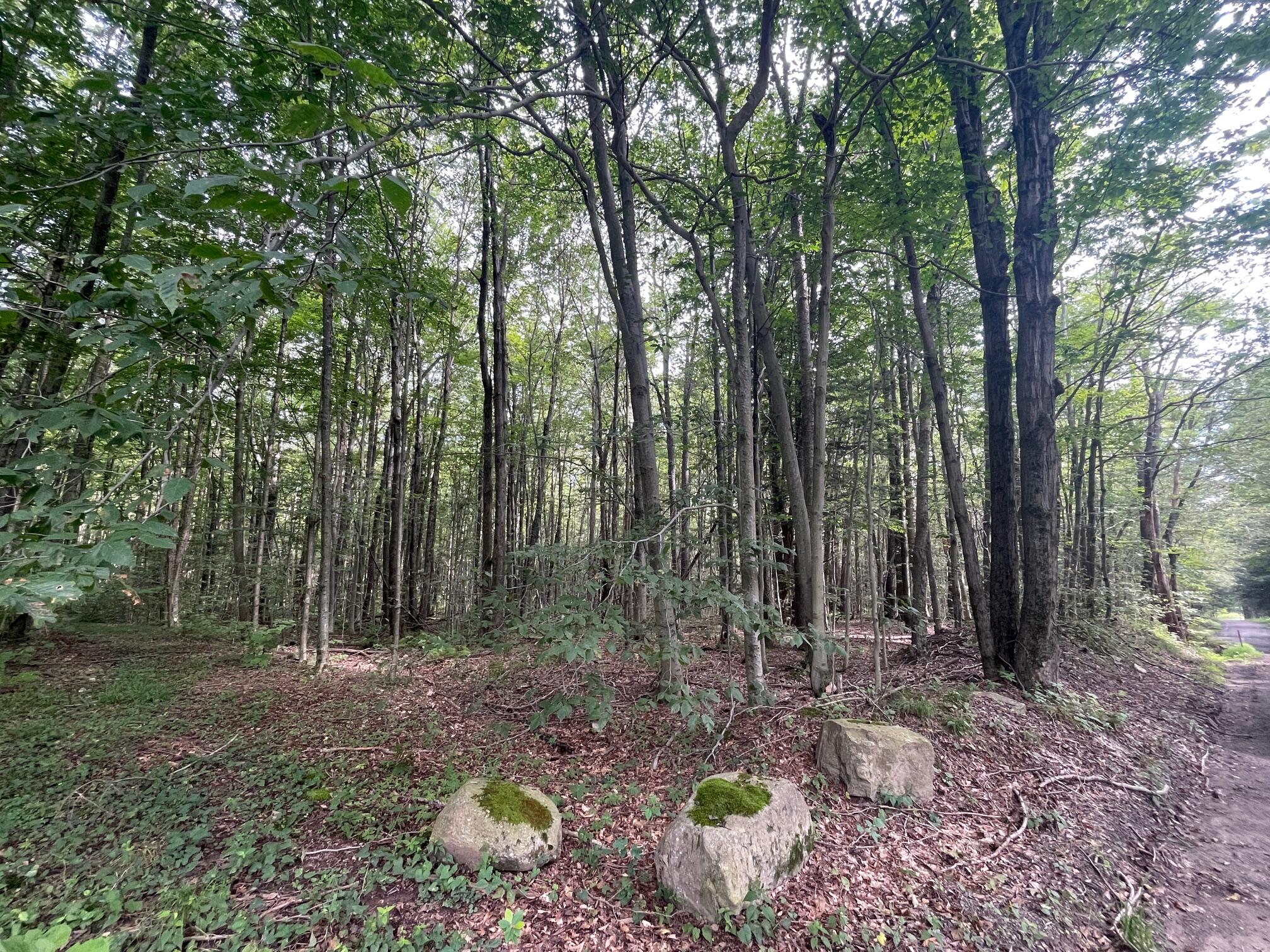 Lot 45 Gardner Road Newfoundland, PA 18445 - Photo 4 of 5 Street View