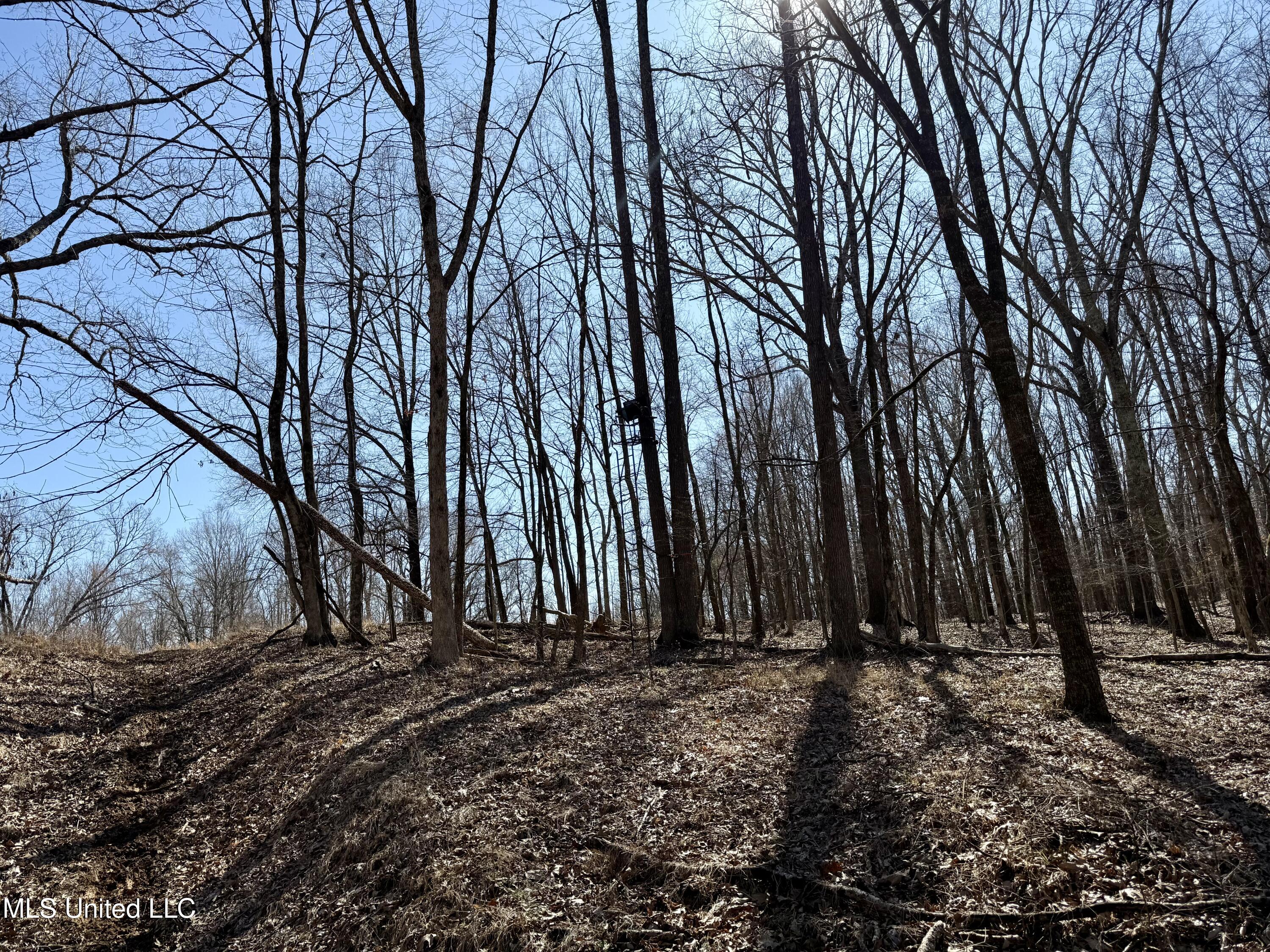 Franks Road Coldwater, MS 38618 - Photo 13 of 24 IMG_0603