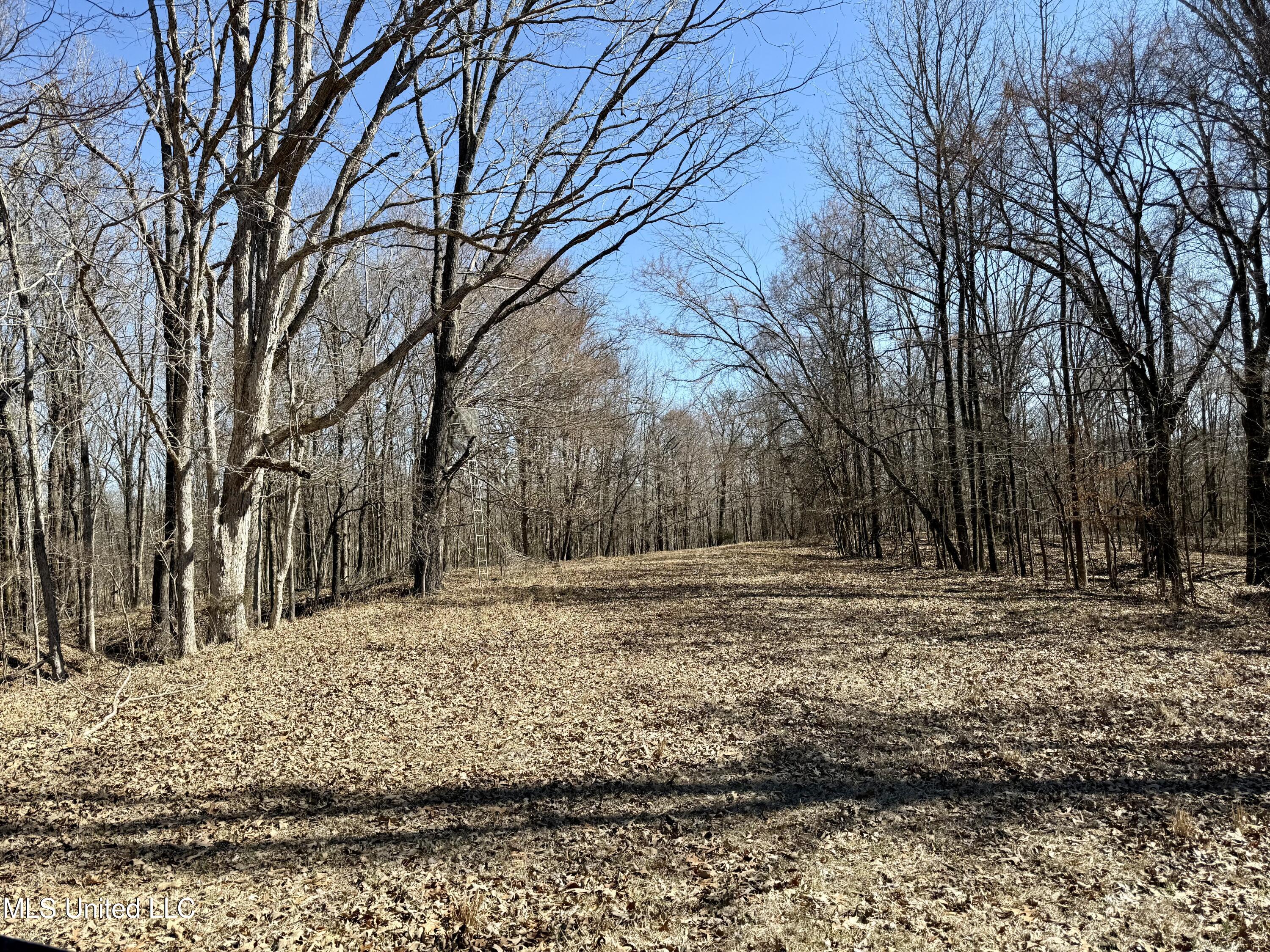 Franks Road Coldwater, MS 38618 - Photo 15 of 24 IMG_0605