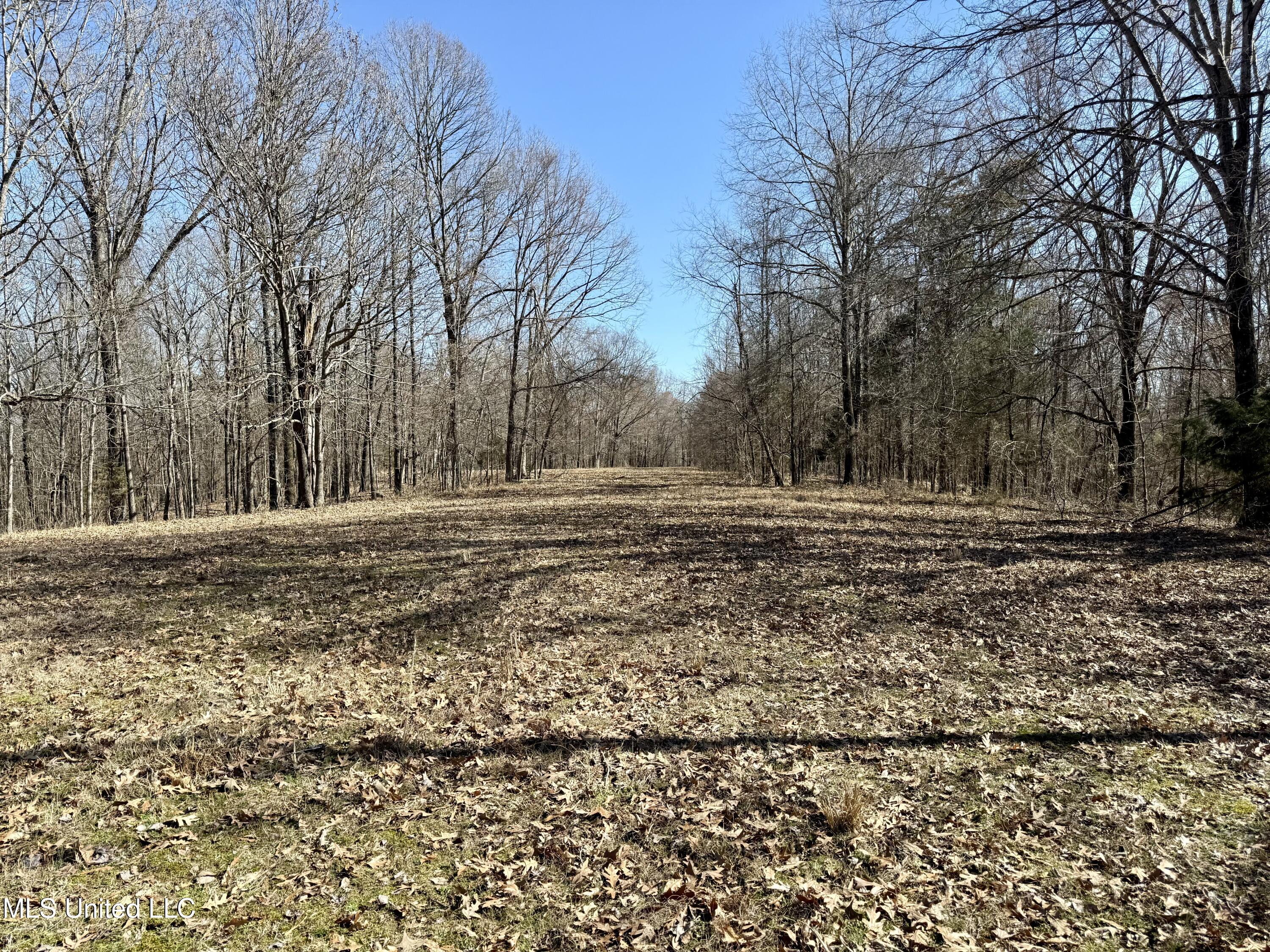 Franks Road Coldwater, MS 38618 - Photo 5 of 24 IMG_0592