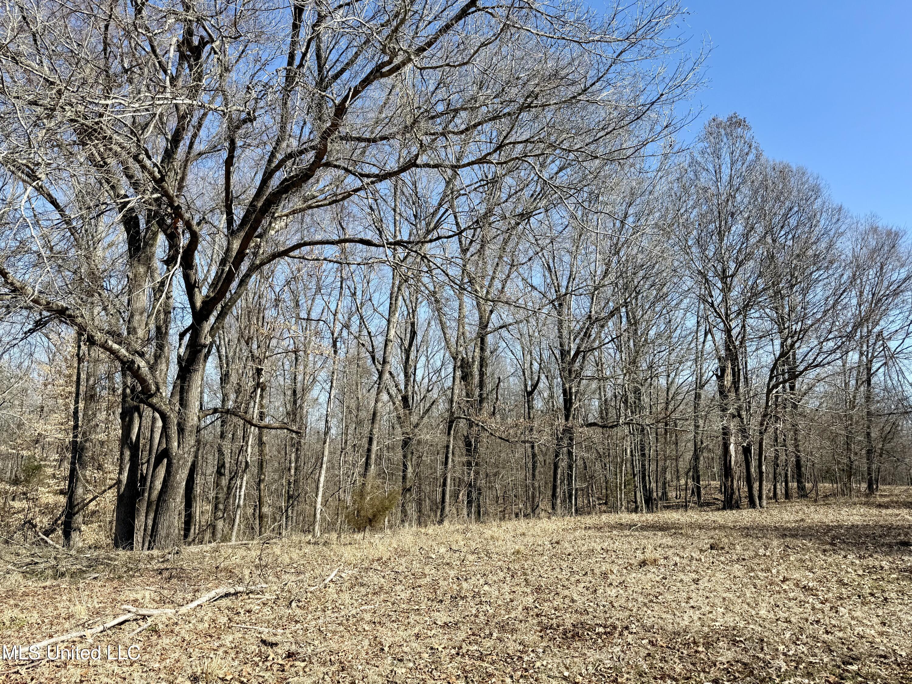 Franks Road Coldwater, MS 38618 - Photo 6 of 24 IMG_0593