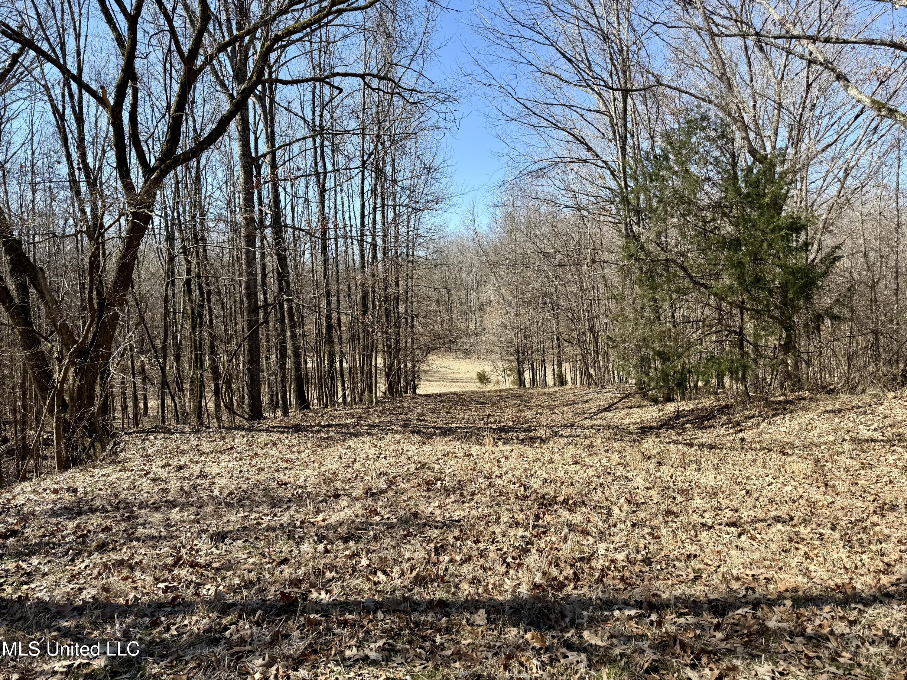 Franks Road Coldwater, MS 38618 - Photo 7 of 24 IMG_0594