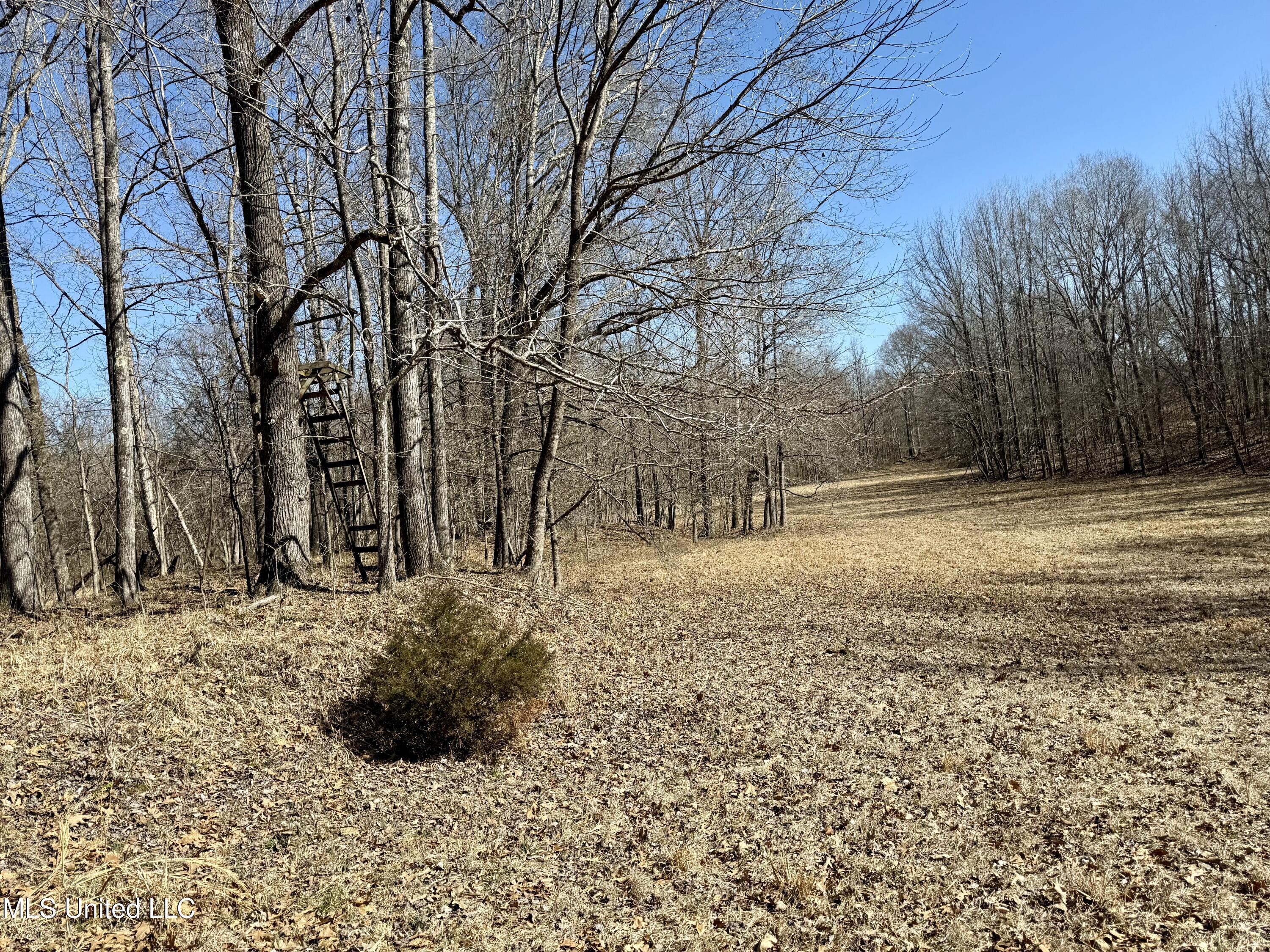 Franks Road Coldwater, MS 38618 - Photo 10 of 24 IMG_0599