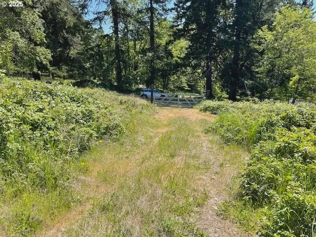 a view of a yard with plants