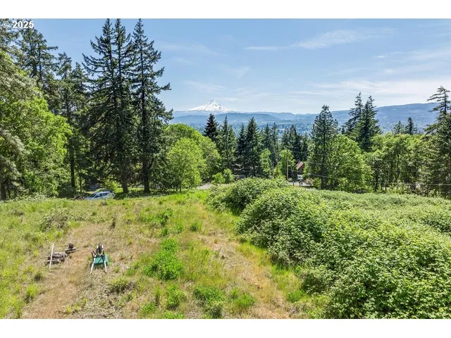 a view of a garden with plants