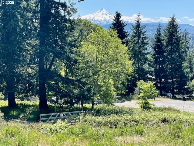 a view of a garden with plants