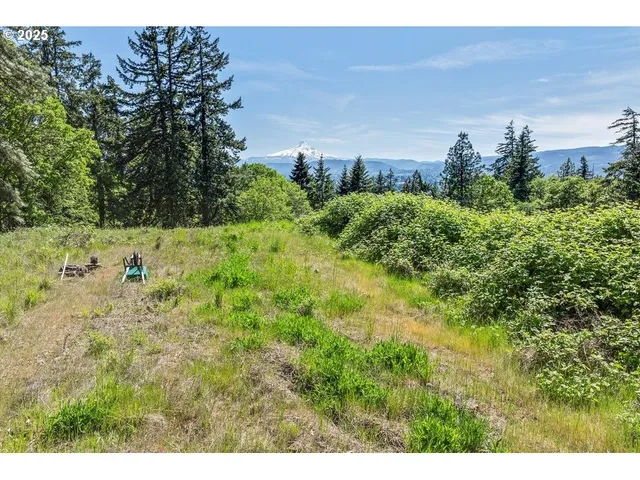 a view of a large trees with lots of bushes