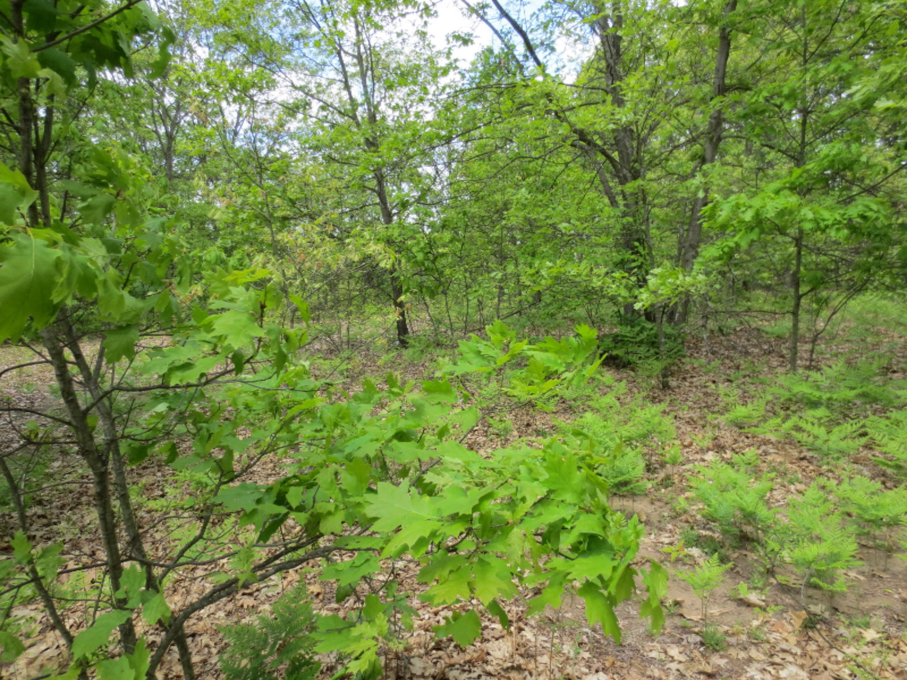 0 East Hawley Road Hesperia, MI 49421 - Photo 4 of 10 IMG_2928