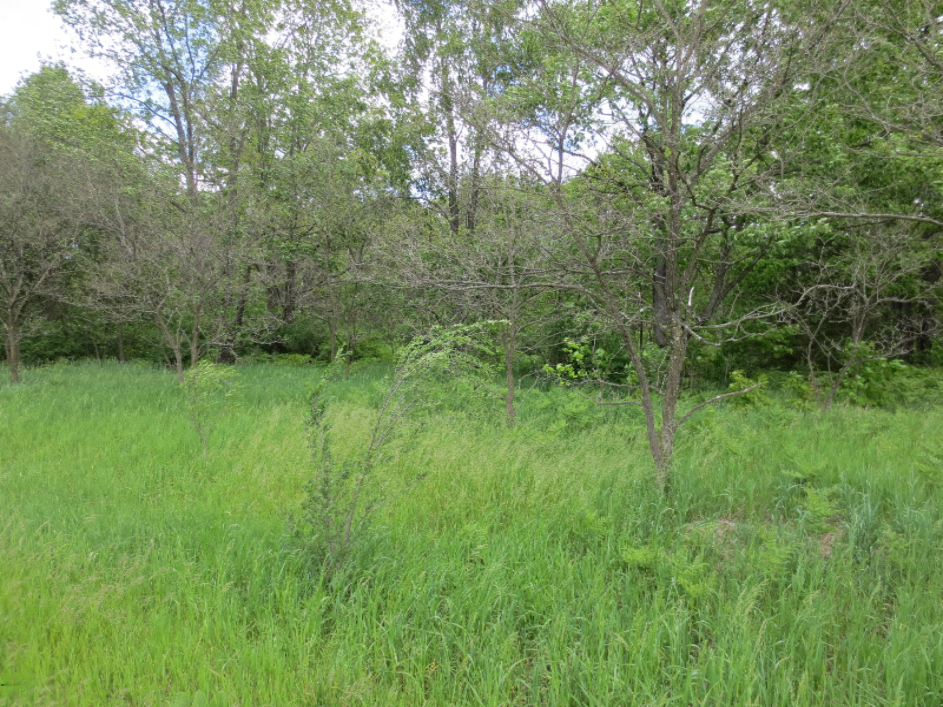 0 East Hawley Road Hesperia, MI 49421 - Photo 5 of 10 IMG_2929