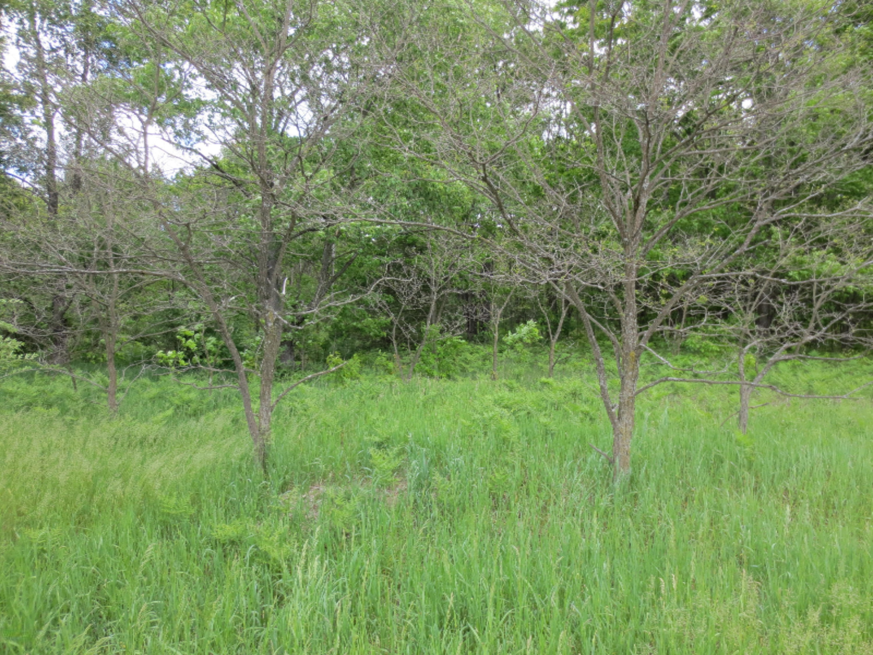 0 East Hawley Road Hesperia, MI 49421 - Photo 6 of 10 IMG_2930