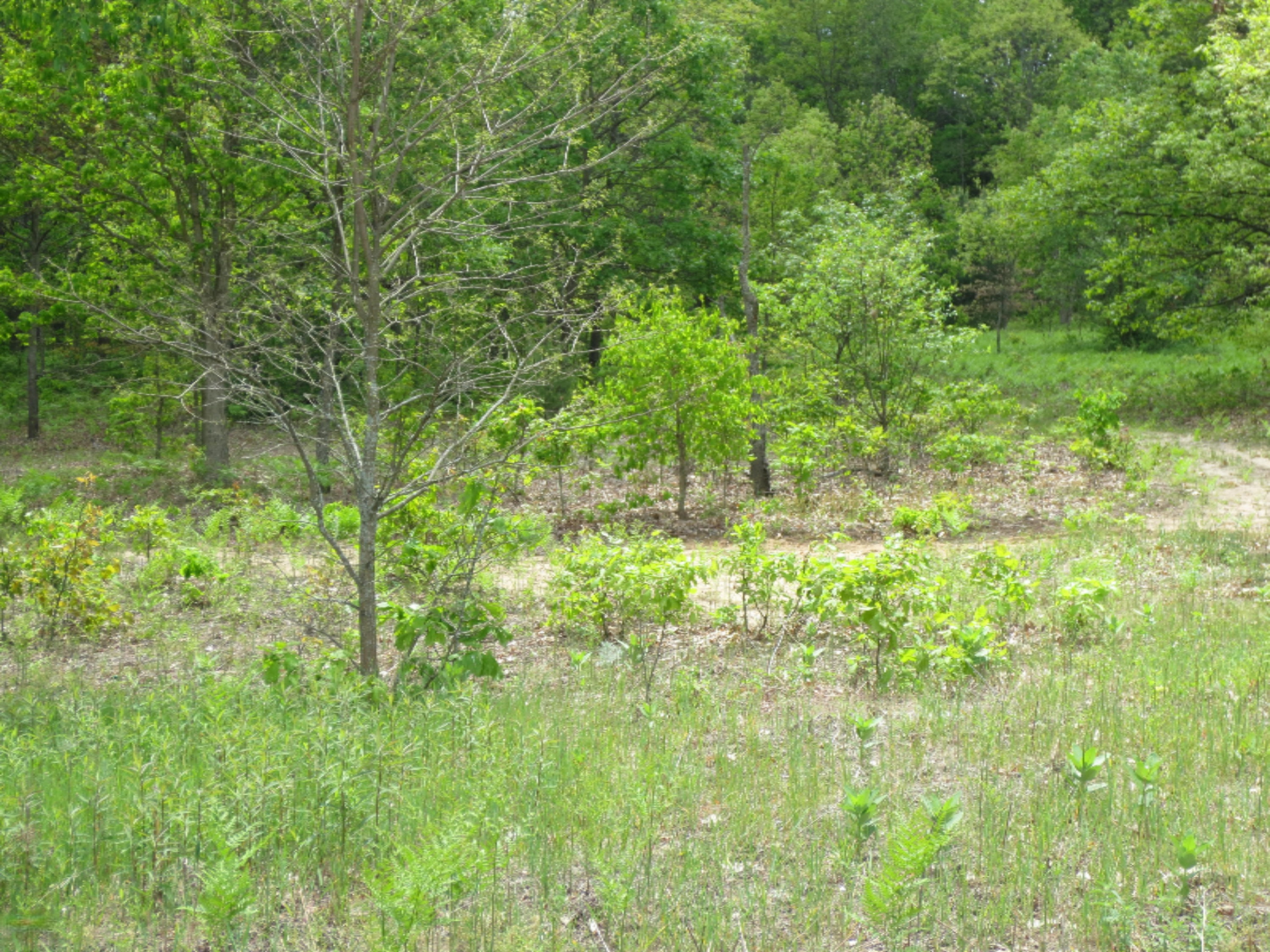 0 East Hawley Road Hesperia, MI 49421 - Photo 7 of 10 IMG_2931
