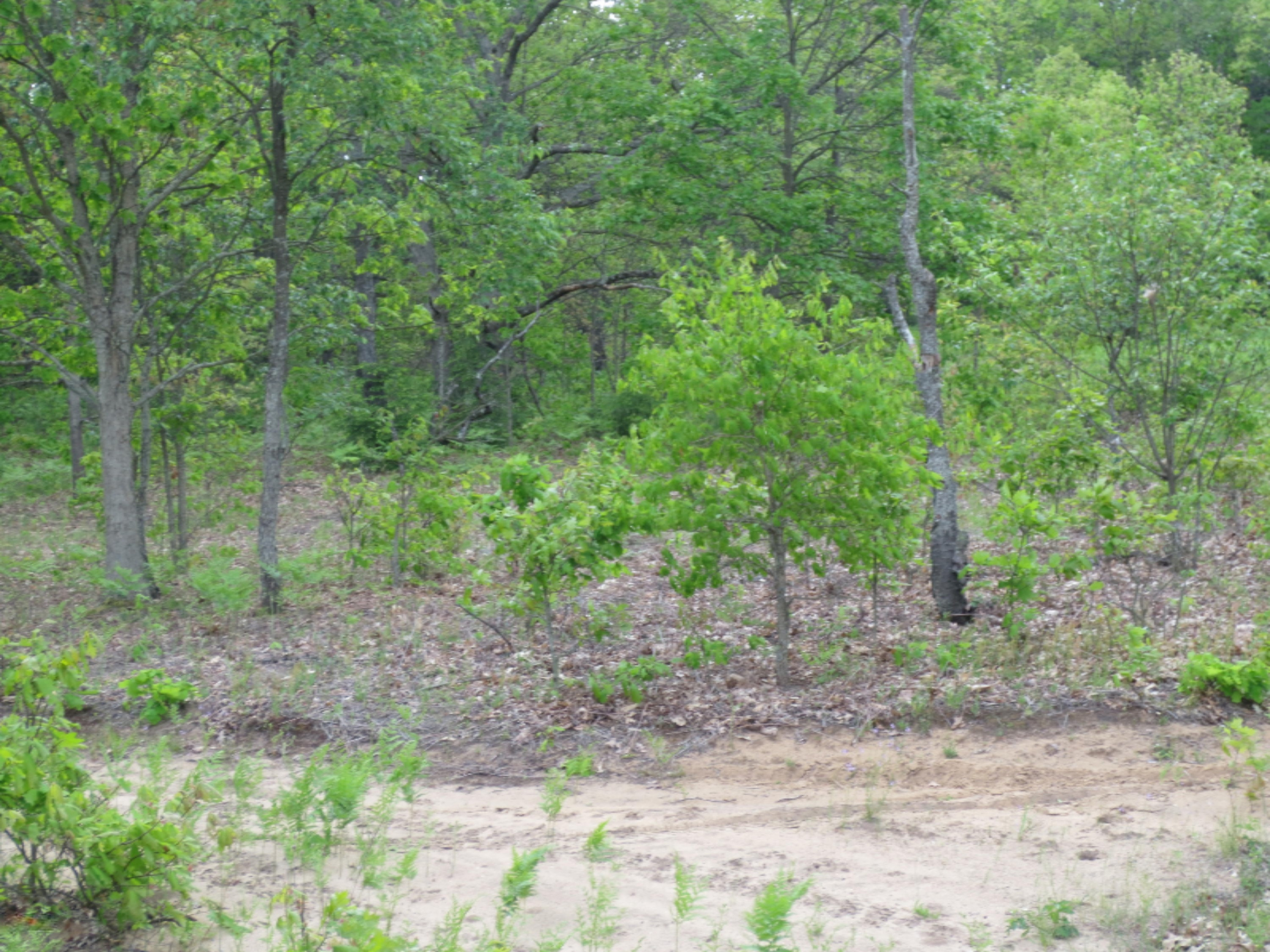 0 East Hawley Road Hesperia, MI 49421 - Photo 10 of 10 IMG_2934