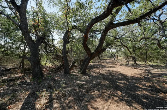 a view of a trees with a tree