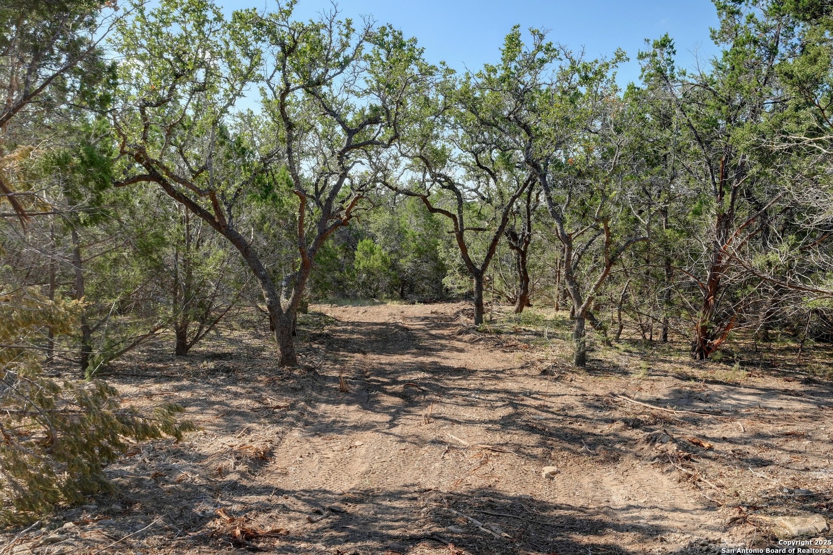 Tract 4 Pierson Road Blanco, TX 78606 - Photo 6 of 13 a view of a yard with a tree