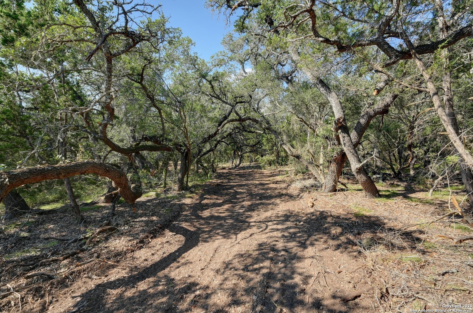 Tract 4 Pierson Road Blanco, TX 78606 - Photo 10 of 13 a view of a yard with a tree