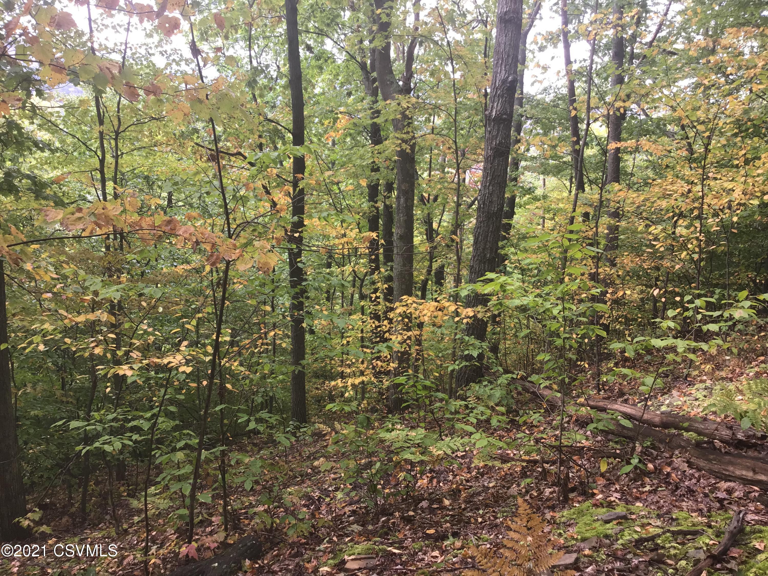 0 Canada Hollow Road Shinglehouse, PA 16748 - Photo 19 of 22 Gallery Image 19