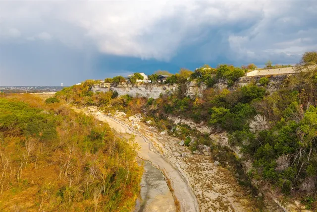 a view of a yard with plants and large trees