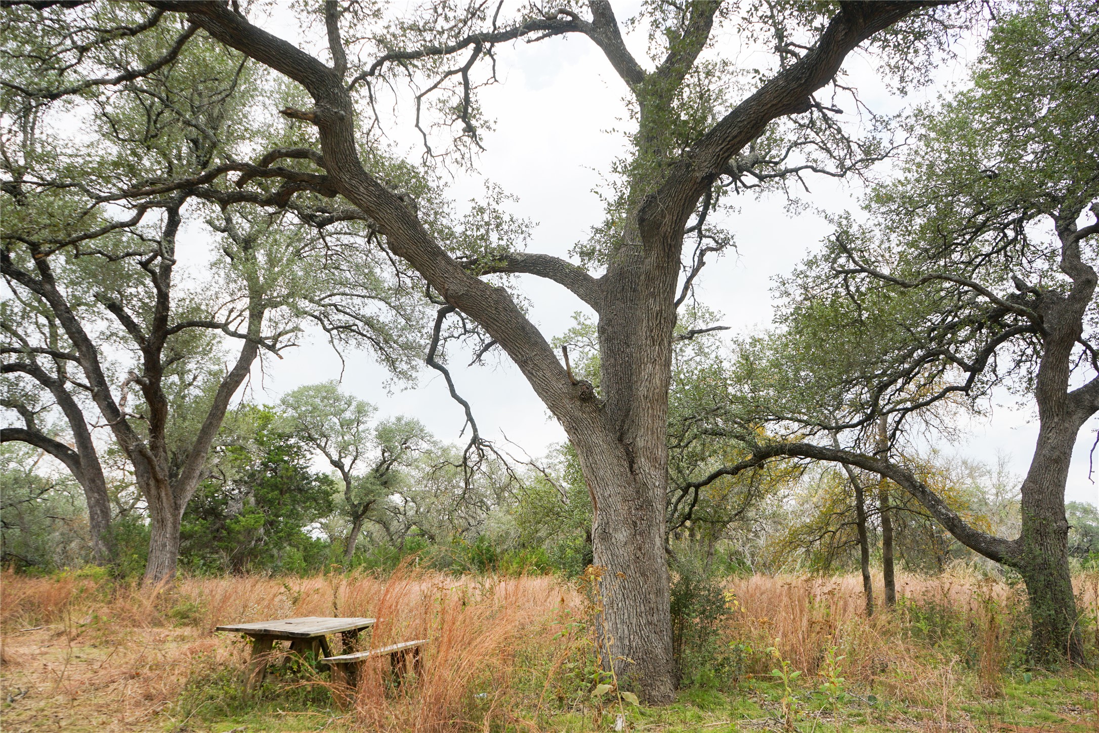 0 River Run Leander, TX 78641 - Photo 7 of 34 a view of a yard with a tree