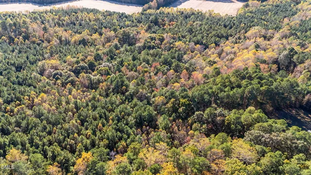 a view of a bunch of trees