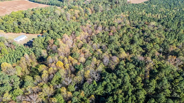 a view of a lush green forest with a tree