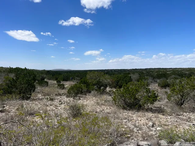 a view of a dry yard with lots of trees