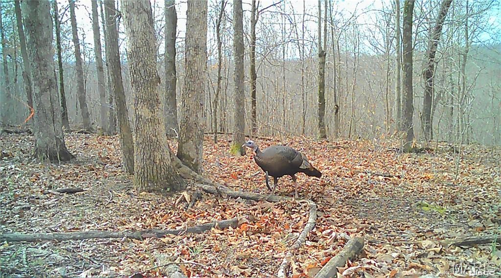 10331 Hopkins Road Potosi, MO 63664 - Photo 49 of 76