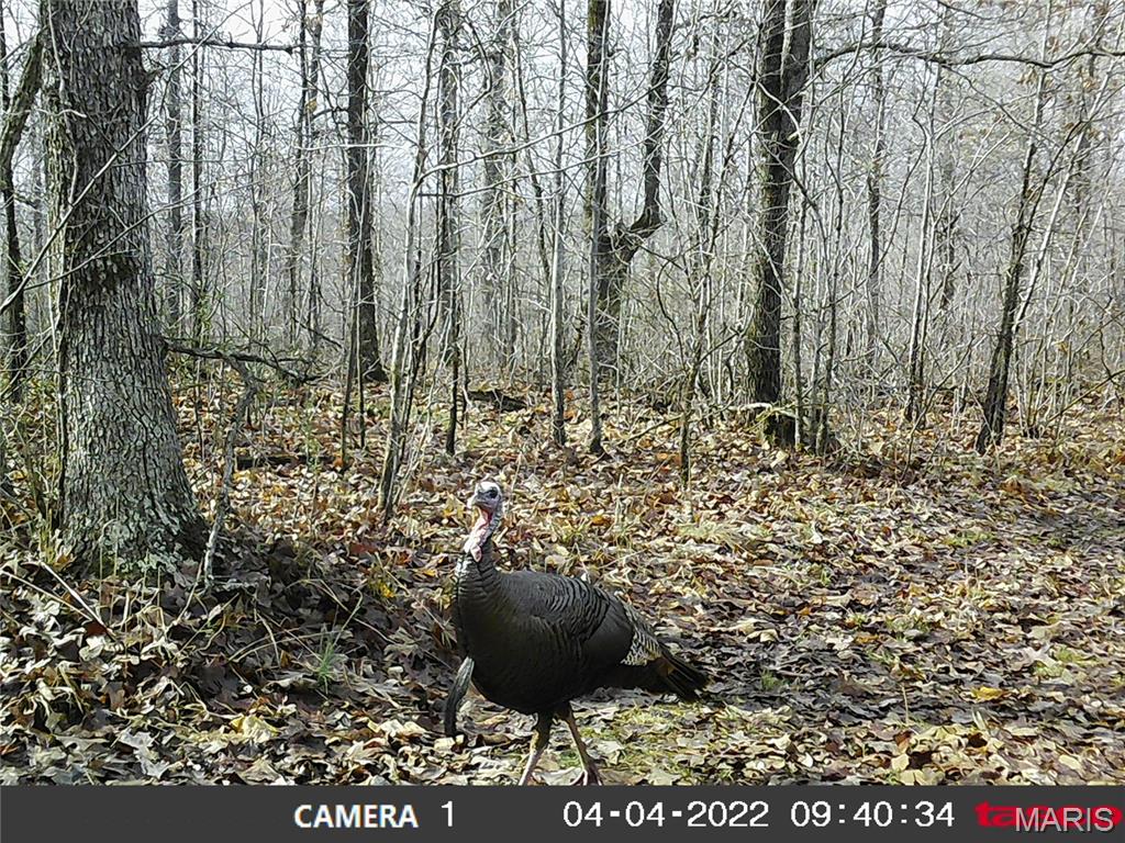 10331 Hopkins Road Potosi, MO 63664 - Photo 51 of 76