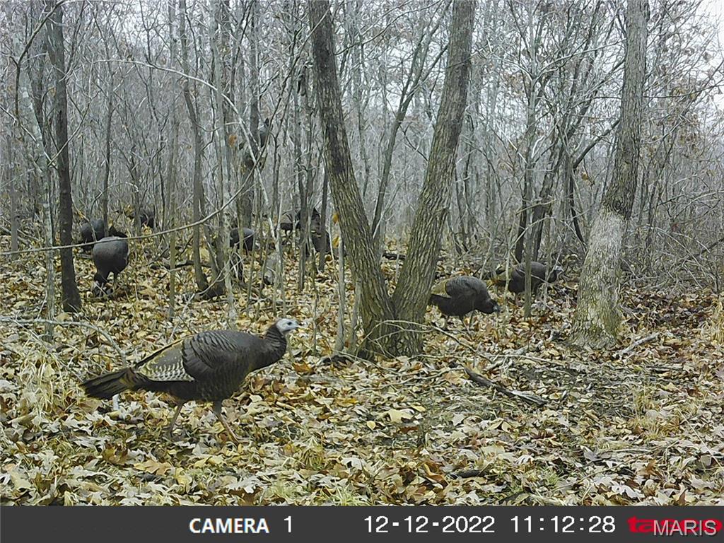 10331 Hopkins Road Potosi, MO 63664 - Photo 55 of 76