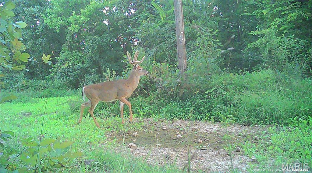 10331 Hopkins Road Potosi, MO 63664 - Photo 57 of 76