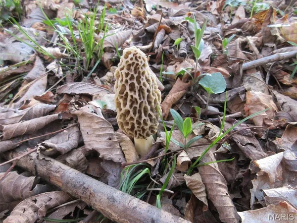 $288,000 | 10331 Hopkins Road, Potosi, MO 63664