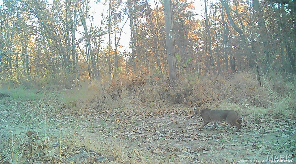 10331 Hopkins Road Potosi, MO 63664 - Photo 69 of 76