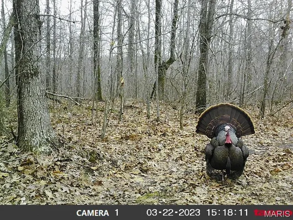 $288,000 | 10331 Hopkins Road, Potosi, MO 63664