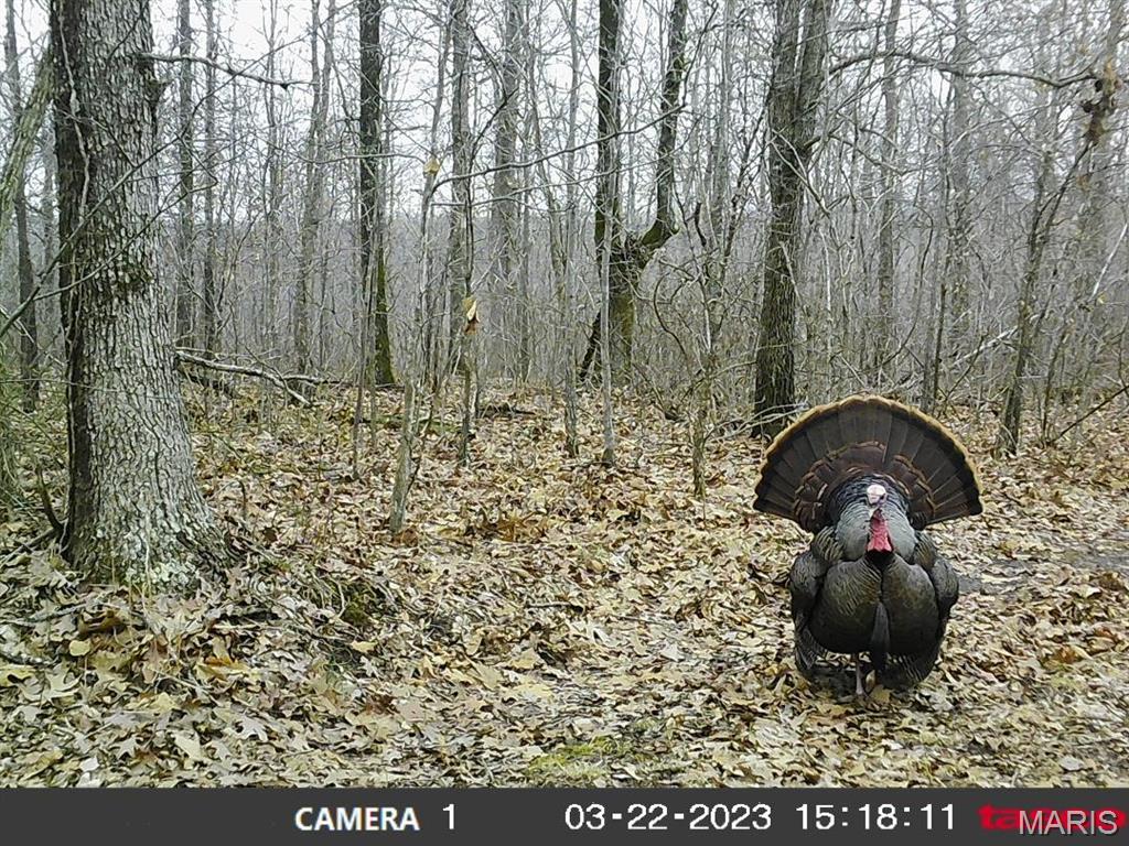 10331 Hopkins Road Potosi, MO 63664 - Photo 70 of 76