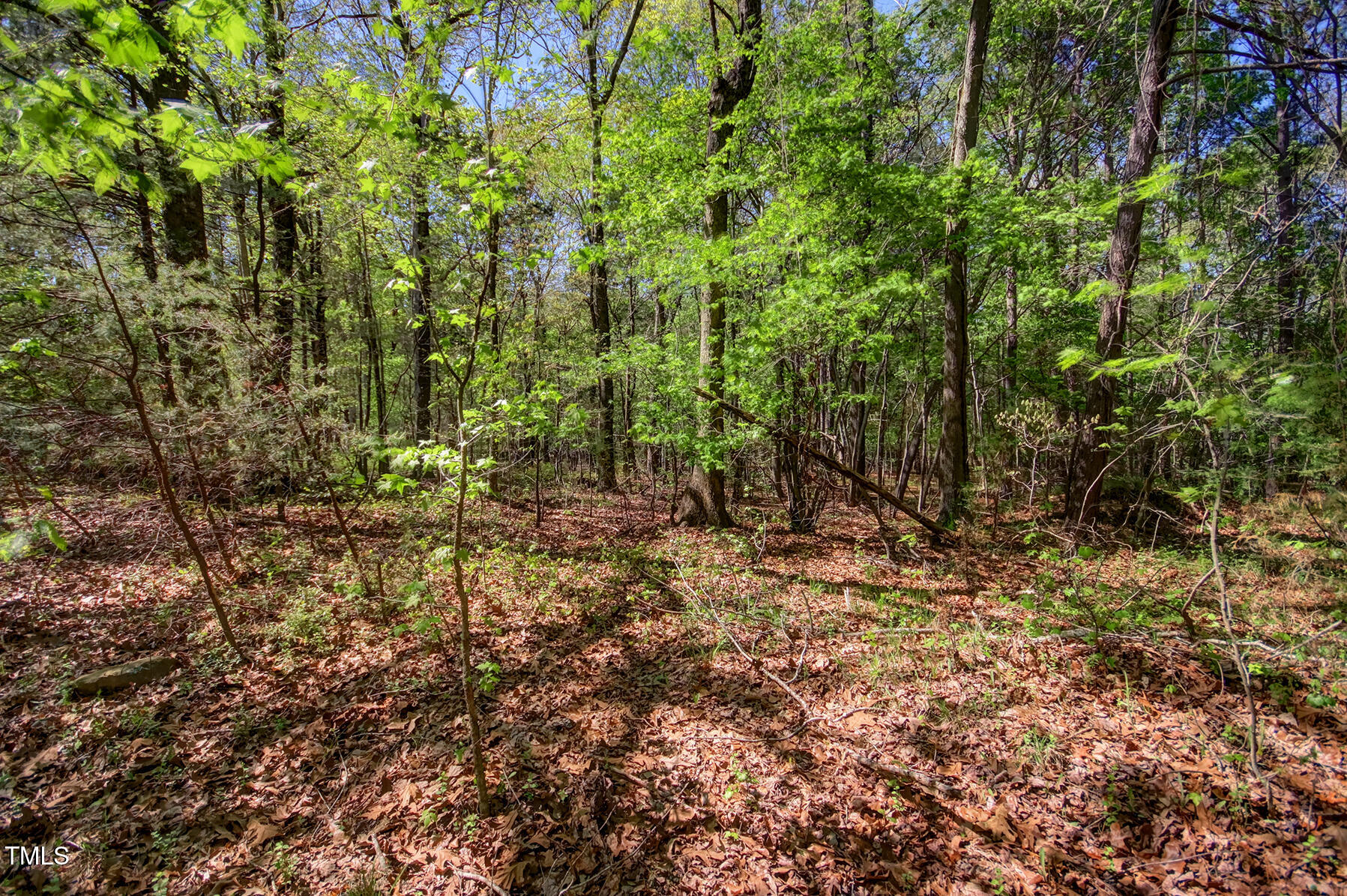 0 Willie Duncan Road Siler City, NC 27344 - Photo 3 of 5 a view of a forest