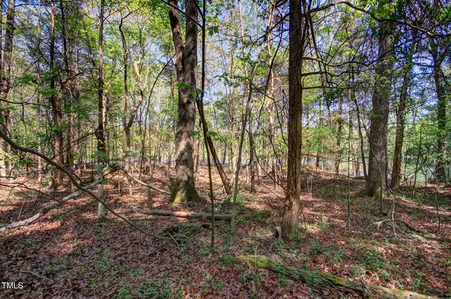 a view of a forest with trees