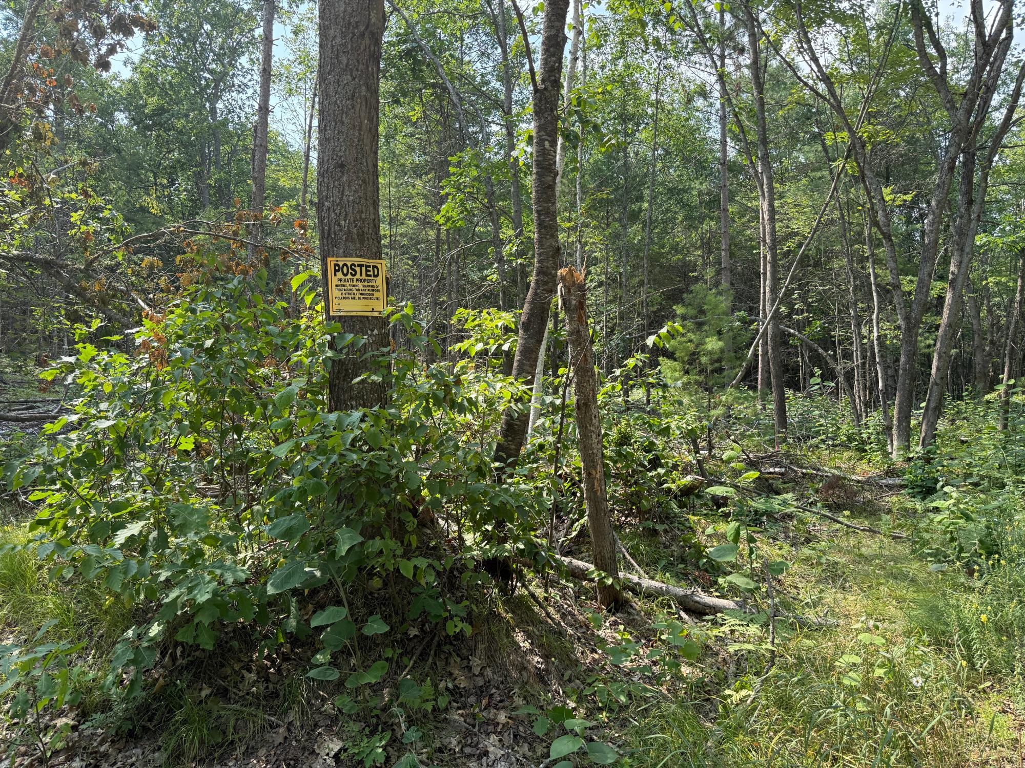 On Star Lake Road Eagle River, WI 54521 - Photo 11 of 15 Gallery Image 11
