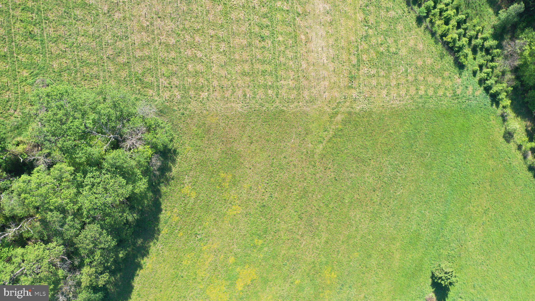 335 Charley Bowser Road Accident, MD 21520 - Photo 66 of 85 Lush fields meet vibrant greenery.